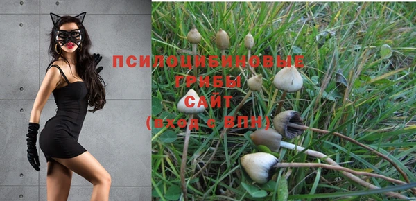 ГАЛЛЮЦИНОГЕННЫЕ ГРИБЫ Губаха